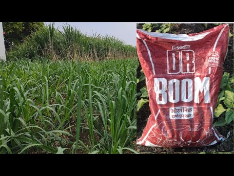 Dr Boom ಕಬ್ಬಿಗೆ ಒಂದು ಉತ್ತಮವಾದ ಗೊಬ್ಬರ