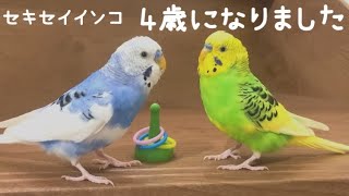 6羽の父と親友インコが4歳になりました♡