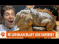 Wat maakt de leguaan zo bijzonder?! | DierenpraatTV