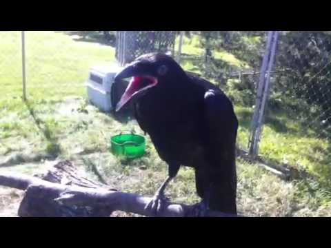 Juvenile Raven Greeting