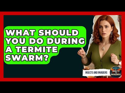 What Should You Do During A Termite Swarm? - Insects and Invaders