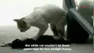 Male Cat Try To Save His Dead Female Cat