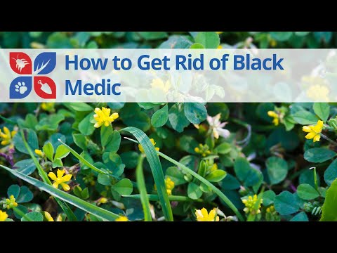  How to Get Rid of Black Medic Video 