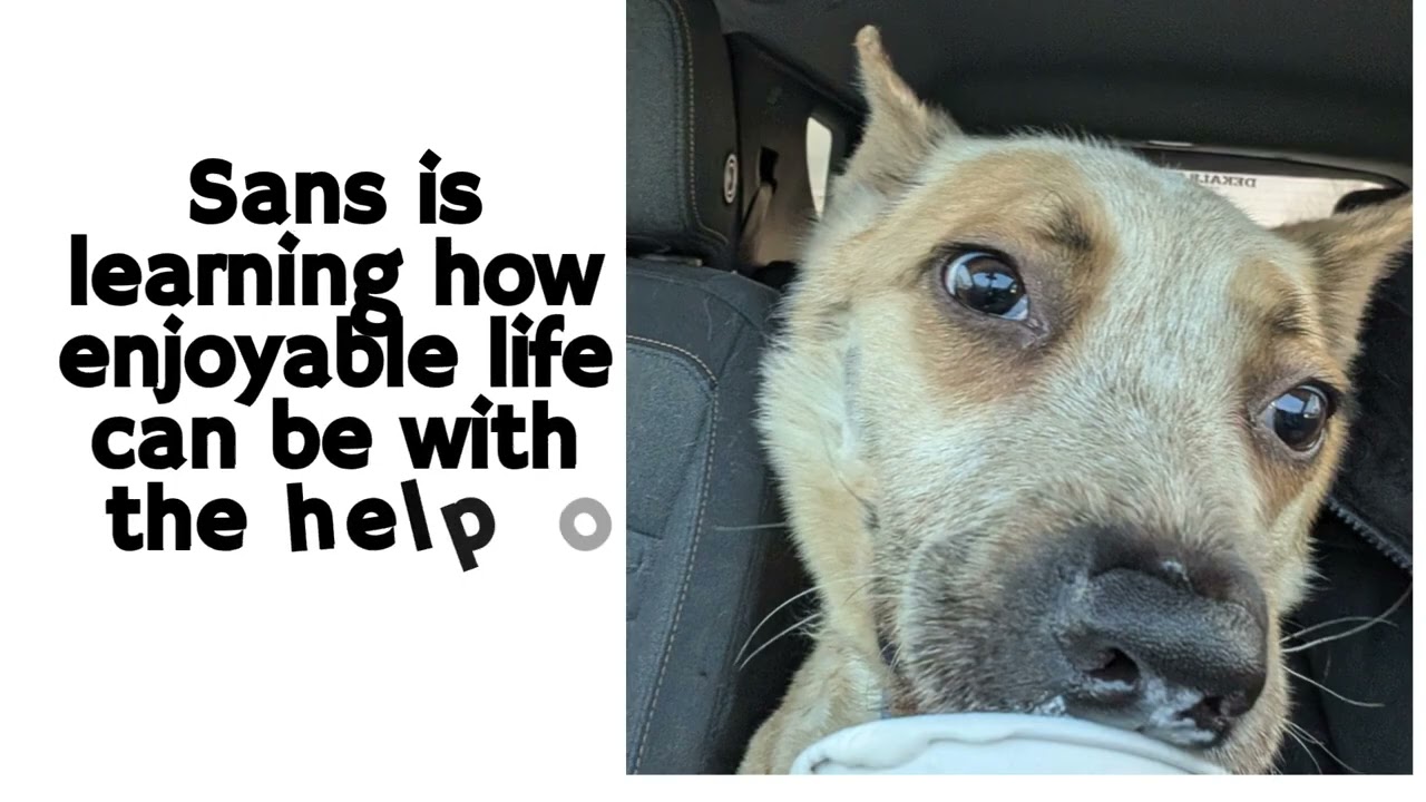 Enlarge Sans, a Adoptable Mixed Breed in DeKalb, IL video 6/6