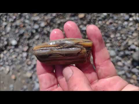 Mammoth Tooth Found on Whidbey Island