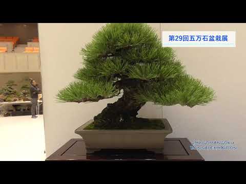 第29回五万石盆栽展　ー29th GOMANGOKU BONSAI EXHIBITIONー