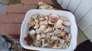 How to clean your shells you collected from the beach