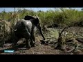 Drie olifanten uit de modder gered in Kenia - RTL NIEUWS