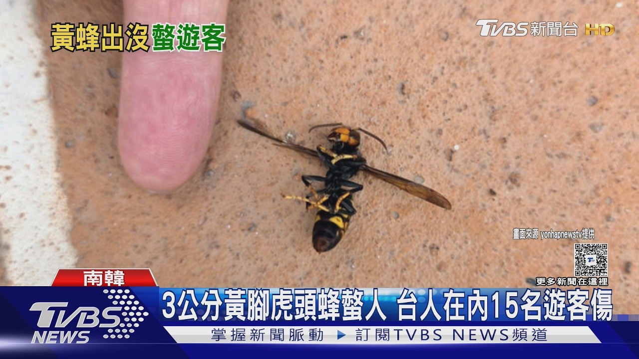 影音/釜山纜車爆虎頭蜂攻擊!15人遭螫傷 包含5名台灣遊客
