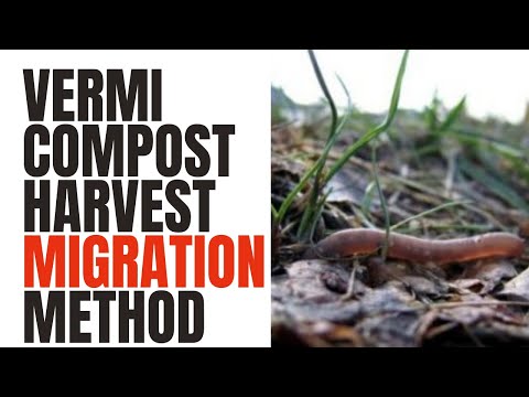 Vermicast Collection and Harvest, Migration Method for our ANC worms