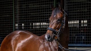 Download lagu Lot 113 Harry Angel x Snitzel's Moon Colt from Oasis Thoroughbreds mp3
