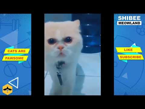 OMG ! CATS ARE REALLY FUNNY | Try not to laugh 2021 | shibee | meowthemall |