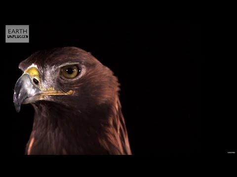 Golden Eagle Flying In Slow Motion! | BBC Earth Explore