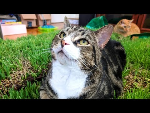 I Built the World's LARGEST Cat Grass Bed and Put it in My LIVING ROOM!