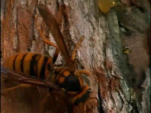 HORNETS FROM HELL!!! NG battle footage!