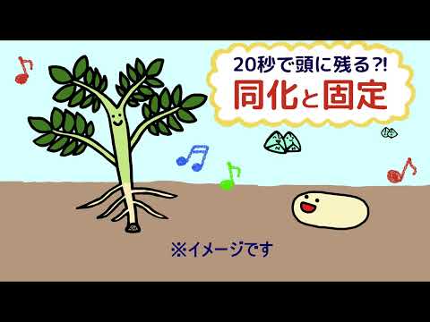 生物学的窒素固定について詳しく解説