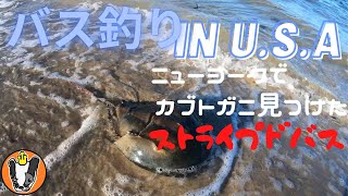 バス釣り IN USA　ニューヨークの川でカブトガニを見つけた