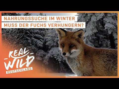 Must the fox starve? | Foraging in winter