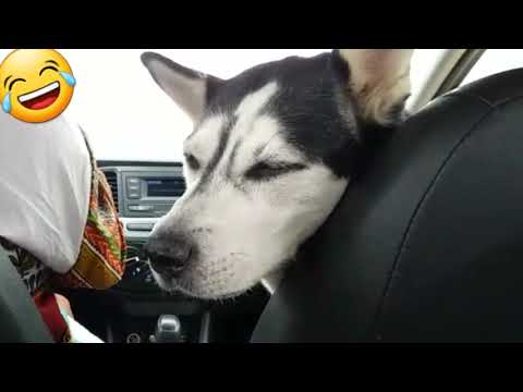 funny🥰dog 🐶traveling🚙good vibes #short