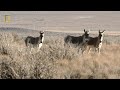 Wildlife Of Iran Persian Wild Onager حیات وحش ایران گورهای ایرانی