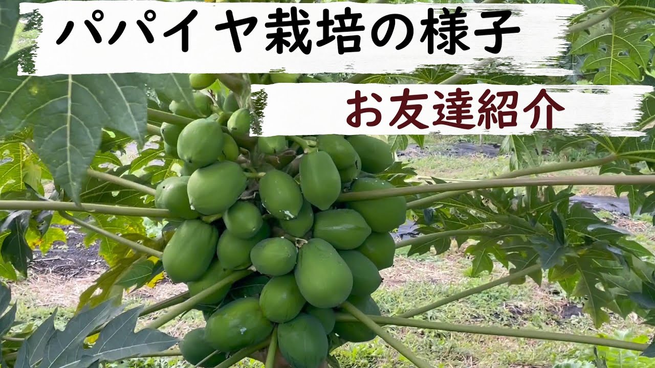 【友達を紹介】自家製発酵調味料で体が喜ぶ料理を作る方です😁