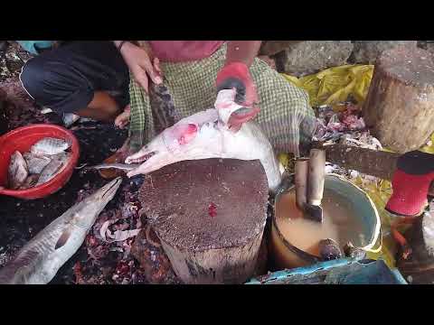 Amazing Giant Eel Fishing Skill on the Sea - Fastest Catching & Processing Eel Fish