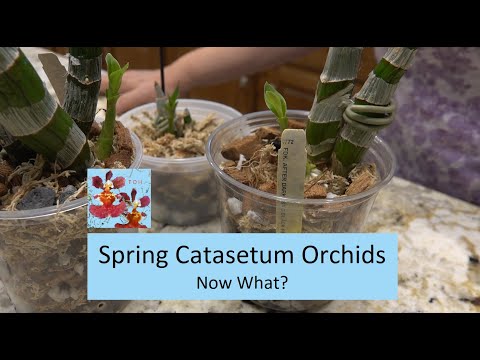 Spring Catasetum Orchid Update | Let's Get Them Repotted & Don't Water Yet! | How to Grow Catasetum