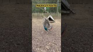 Peacock gets rejected hard 🦚 #peacock #peacockdance #animalshorts #peacocks #birdshorts #birds
