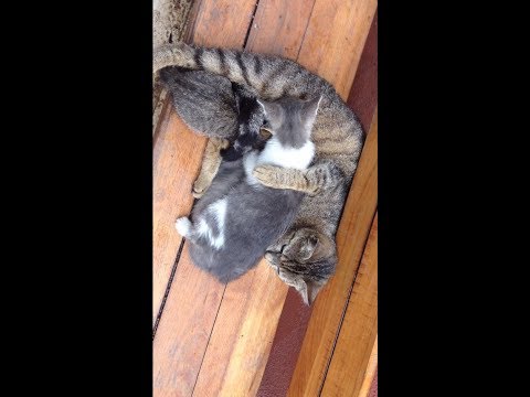 Anne Kedinin Şefkati (Resmen Yavrularına Sarılıyor)