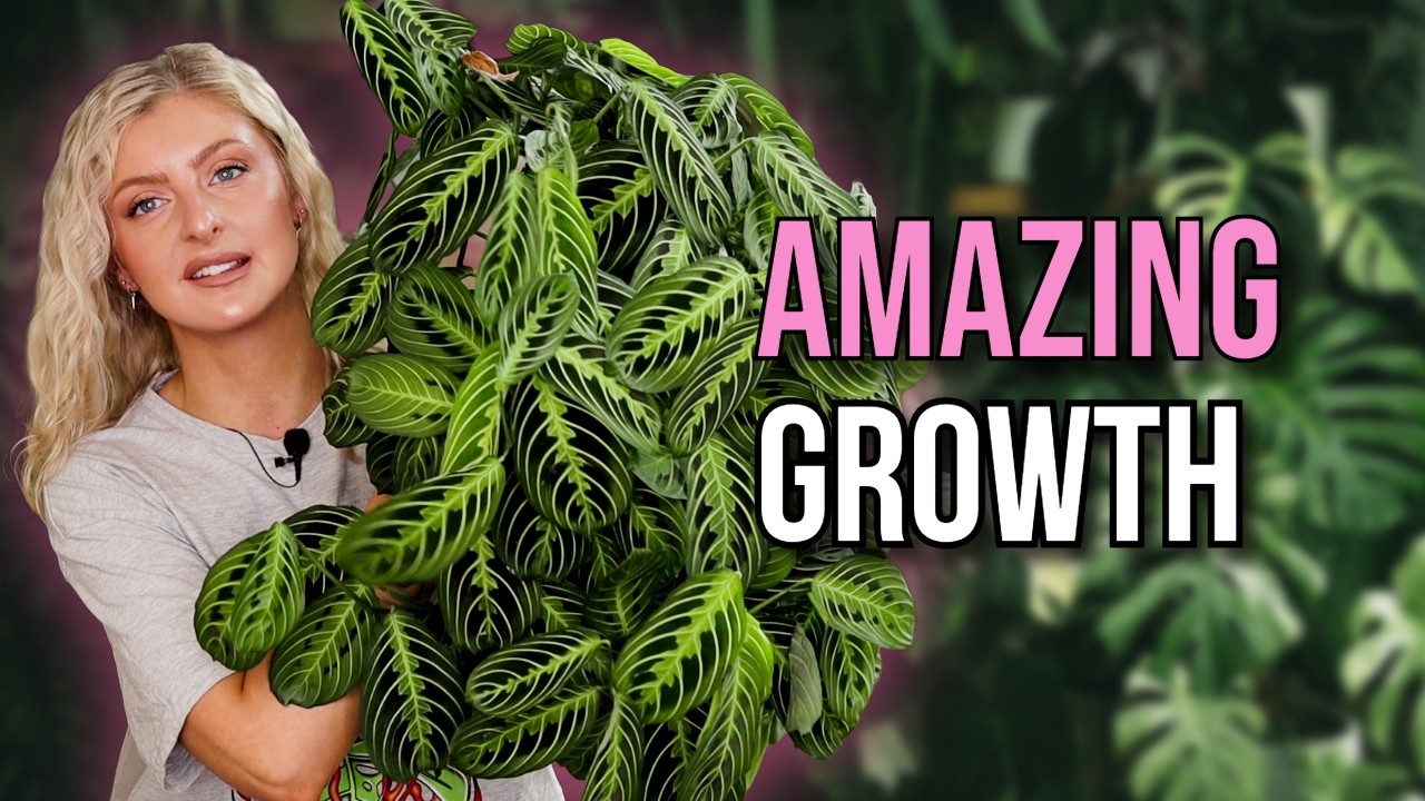 Spring Favourites! | These plants look GORGEOUS!