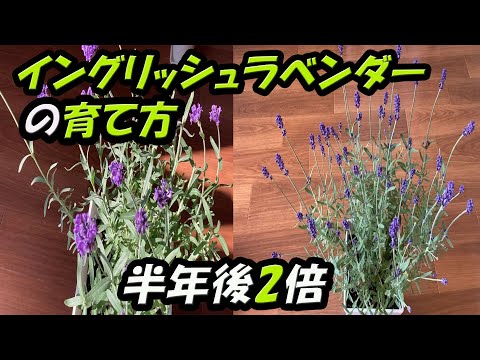 ラベンダーを鉢に植える時期はいつ？どうやって ？季節に応じたメンテナンスアドバイス  庭園