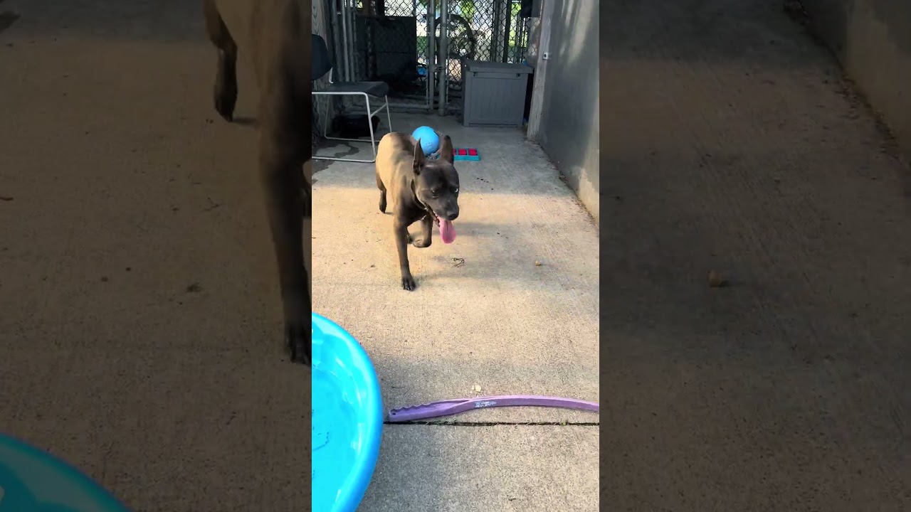 Amyrlin video preview