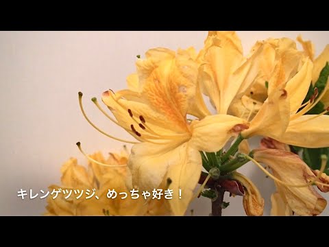 レンゲツツジ 植物