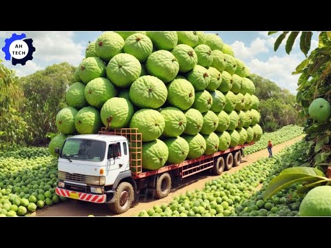 155 Most Satisfying Agriculture Technology ►84|Harvest and Processing Taiwan Guava to a New Level