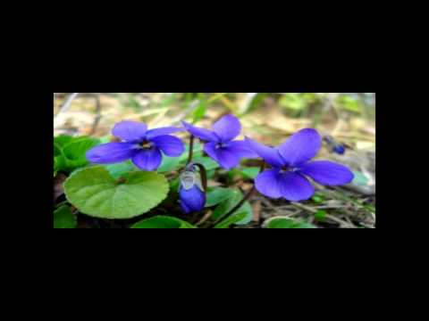 Prodajalka vijolic - Ivanka Kraševec