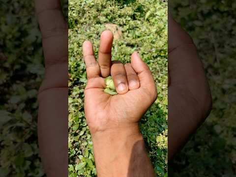 the largest shiny beetle  🪲 I have ever found of itskind#insects#nature# beautifulinsects#