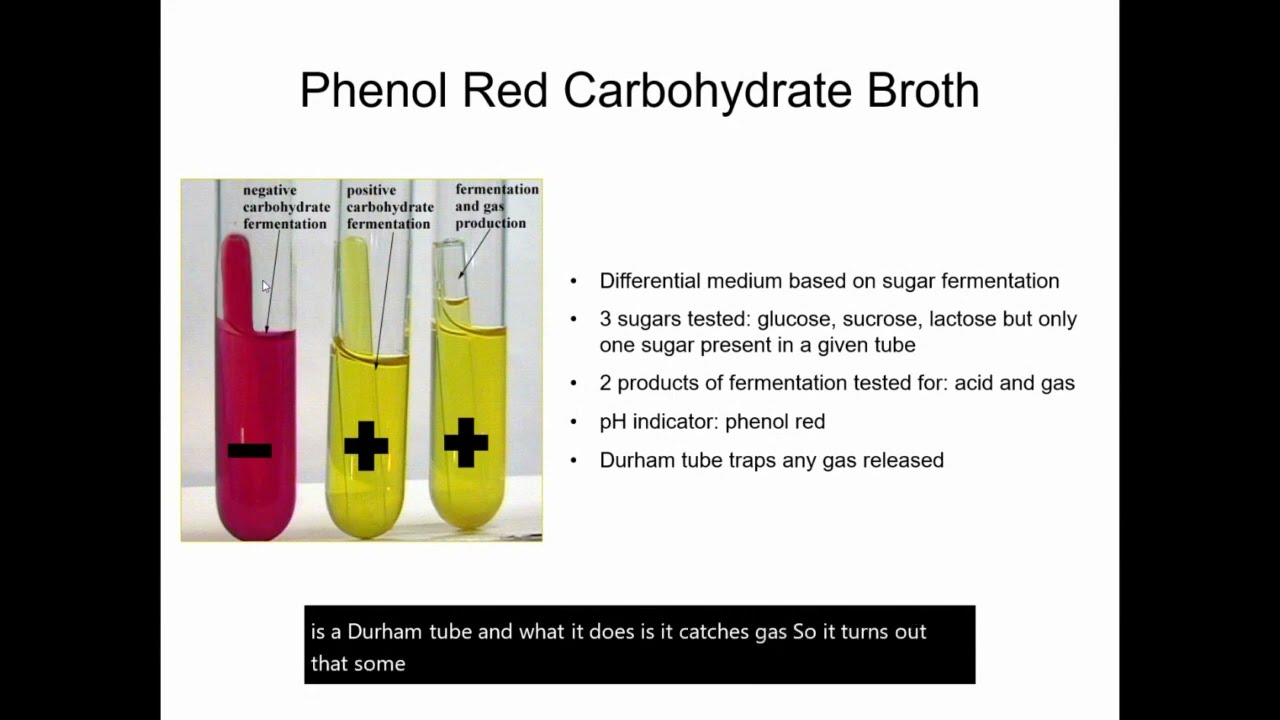 Phenol Red Carbohydrate Broths