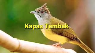 Download lagu KICAU BURUNG KAPAS TEMBAK GACOR PILIHAN DURASI PANJANG mp3 Download lagu KICAU BURUNG KAPAS TEMBAK GACOR PILIHAN DURASI PANJANG mp3