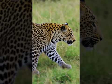 namir 🐅 نمر ☠️