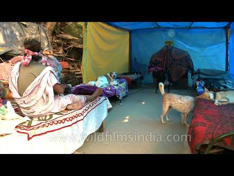 Pratima Devi's Dog Shelter post demolition by Municipal Corp. of Delhi