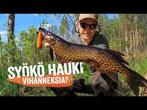 HAUKI ISKEE PORKKANAAN! 🥕