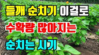 들깨 수확량 많아지는 순치는 시기와 방법 이 기계로 쉽게 순치기해요