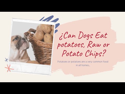 🥔 ¿CAN DOGS EAT POTATOES, RAW OR POTATO CHIPS?