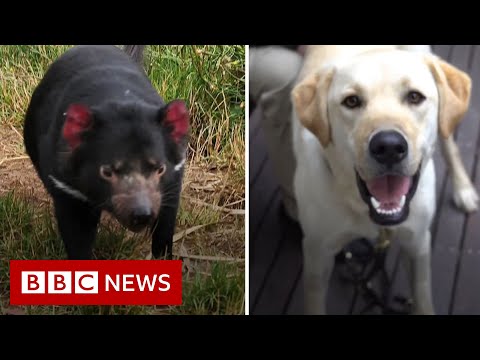 オーストラリアで絶滅危惧種のタスマニアデビルの繁殖に犬が貢献 - BBCニュース (Dogs help endangered Tasmanian devils breed in Australia - BBC News)