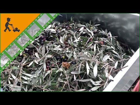 Funktionsvideo - Abbeermaschine für Oliven Serie Turbo AgriEuro - Verbrennungsmotor 3 PS