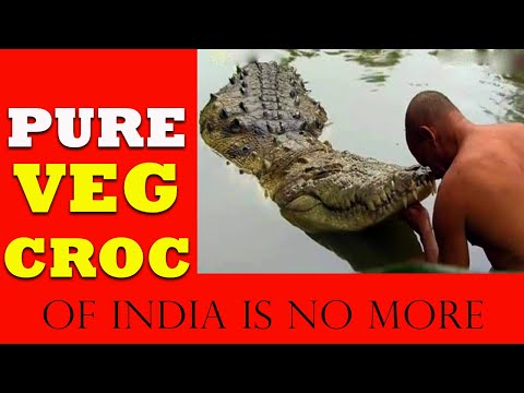 Vegetarian Crocodile Of India Dies at 75 in Kerala Temple