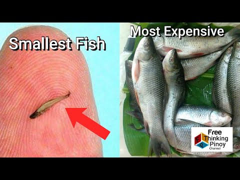 8 RARE PHILIPPINE FRESHWATER FISH | Isda na Malapit nang Maubos.