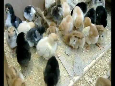 Küken 2012 (Wyandotten, Brahma, Marans)