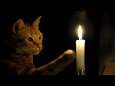 Dita. Cat playing with Fire