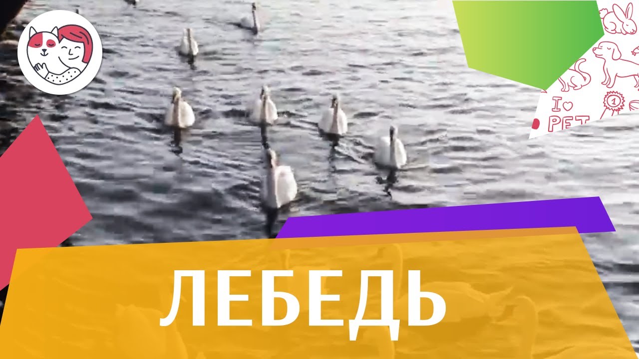 Лебедь Ареал обитания на ilikepet